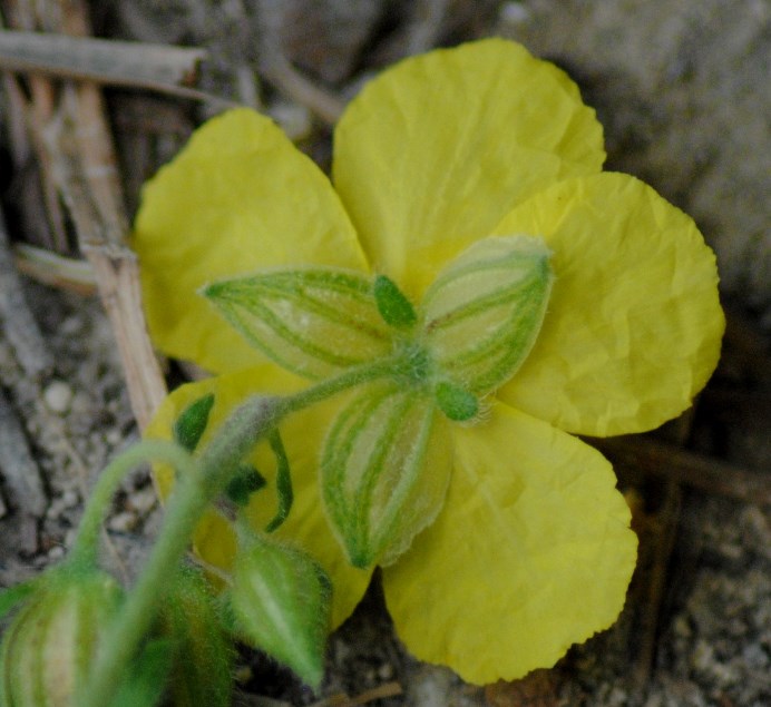 Helianthemum nummularium  subsp obscurum / Eliantemo maggiore